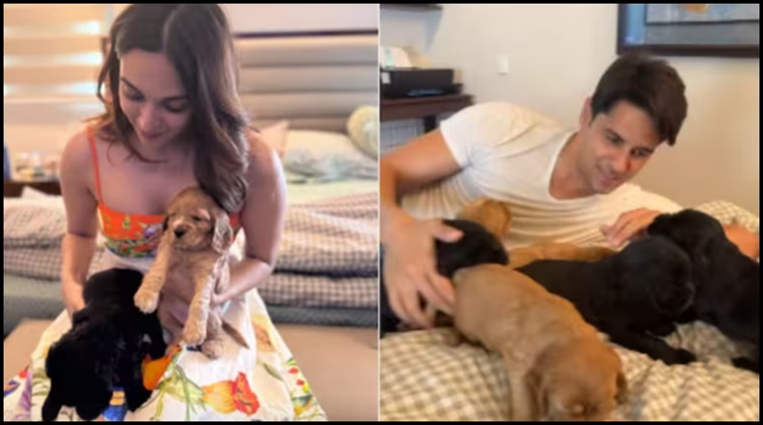 కియారా-సిద్ధార్థ్ కుక్కపిల్లలతో ప్లే..